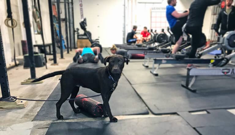 Service Animals in Health Clubs: What You Need to Know